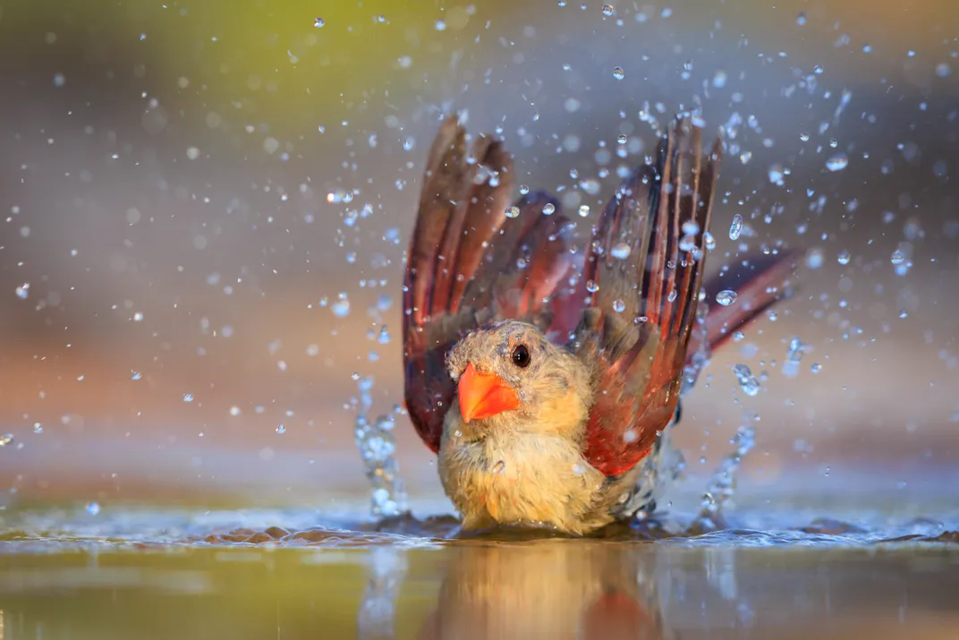 A tawny female North Cardinal faces the camera, head cocked, while taking a bath, its red wings extended upward as droplets of water surround the bird and fill the frame. The water below reflects the bird’s body and the droplets.