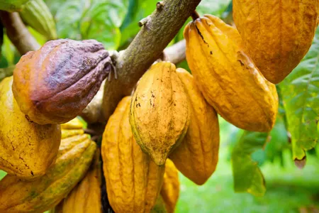 Cacao trees with chocolate fruit pods on Kauai, HI.