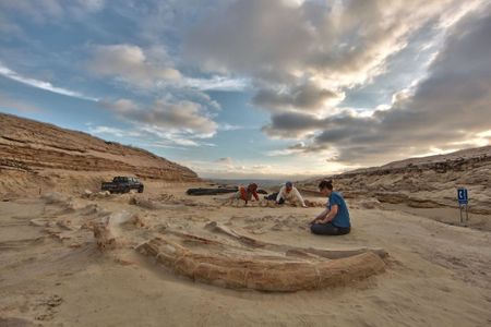 Nick Pyenson and his colleagues next to fossil whales from Cerro Ballena, a site in the Atacama of Chile.