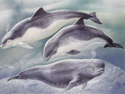 An illustration of a harbor porpoise (middle) swimming with two other porpoises.&nbsp;Analyzing harbor porpoises&rsquo; echolocation clicks gave scientists a way to measure how closely they approach tidal power turbines.&nbsp;