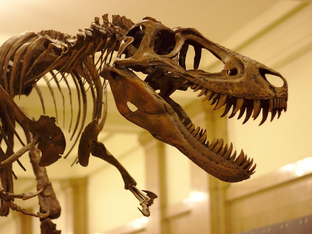 Skeleton of T. rex, focused on its head