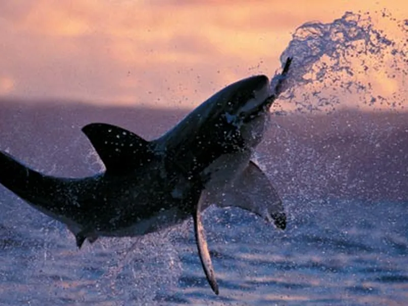 Rare picture of a Great White Shark Tooth midair during attack