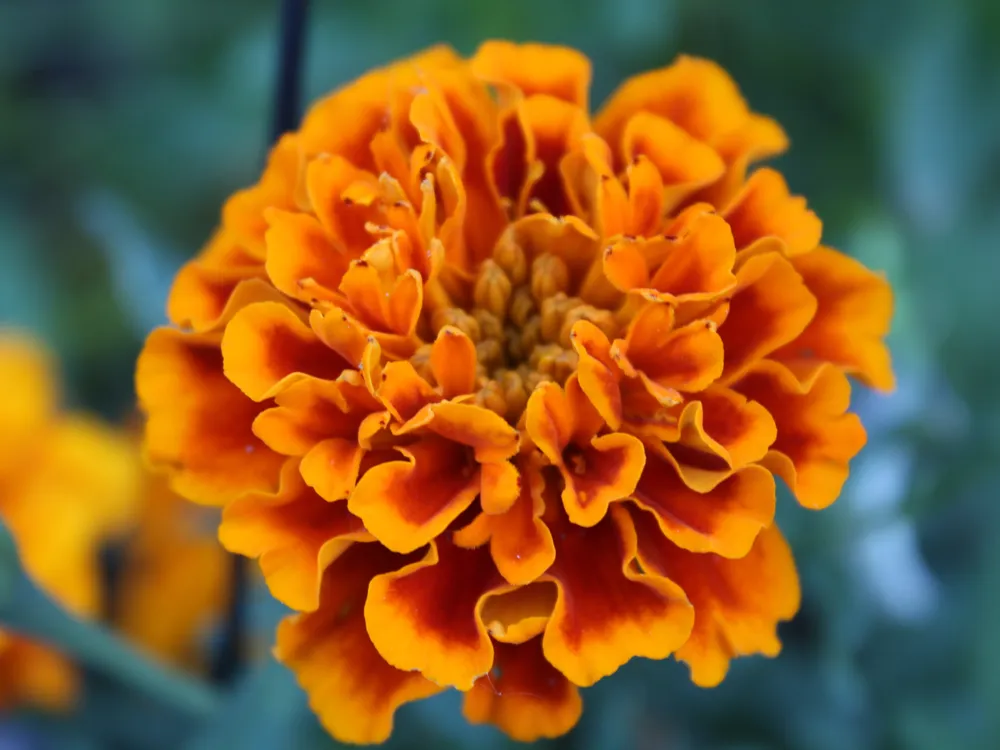 Marigold Durango Flame- The colors of Summer! | Smithsonian Photo ...