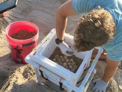 The eggs laid at at Galveston Island State Park were transported to an incubation facility, which will improve their chance of survival.