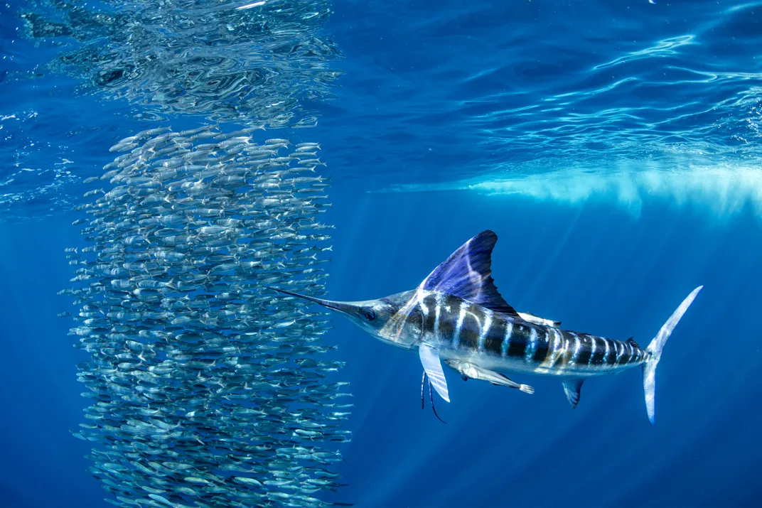 A school of sardines next to a striped marlin