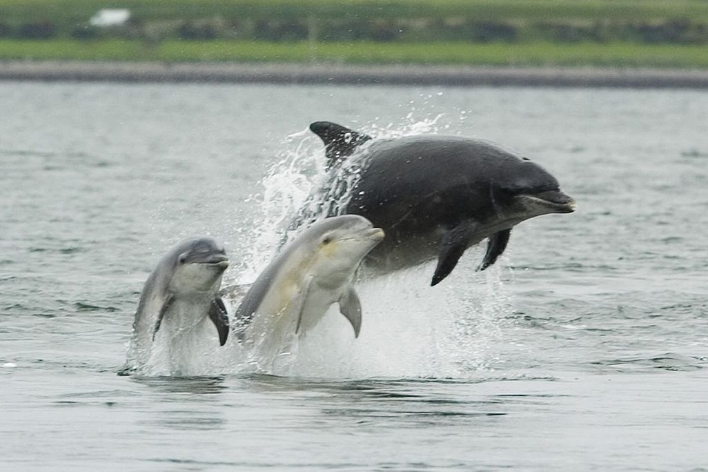 Three dolphins jumping out of the water