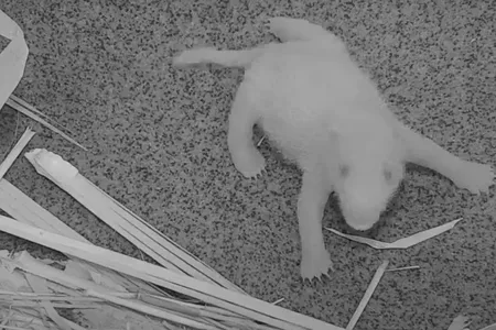In the first days, Mei Xiang kept the cub mostly hidden, but a new photograph and video recently revealed the new arrival—born at 6:35 on August 21, 2020.