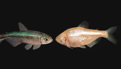 These Cavefish Lost Their Eyes, but They Gained Some Pretty Nifty Traits