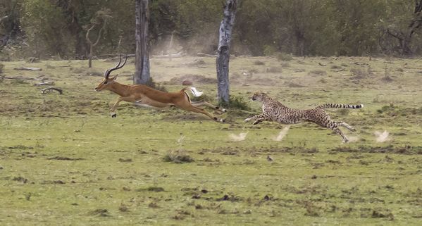 All legs off ground cheetah impala chase. thumbnail