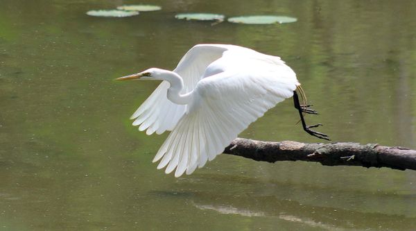 A great egret takes flight thumbnail