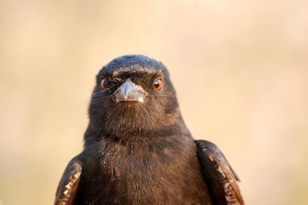 This is the face of deception. 