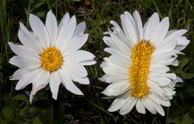 fasciated flower