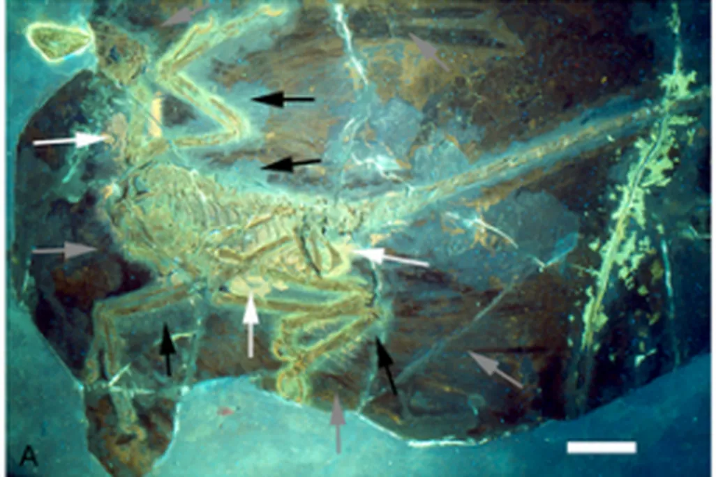 20110520083207microraptor-UV-300x206.jpg