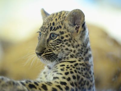 A Persian leopard cub at Zoo Augsburg in Germany