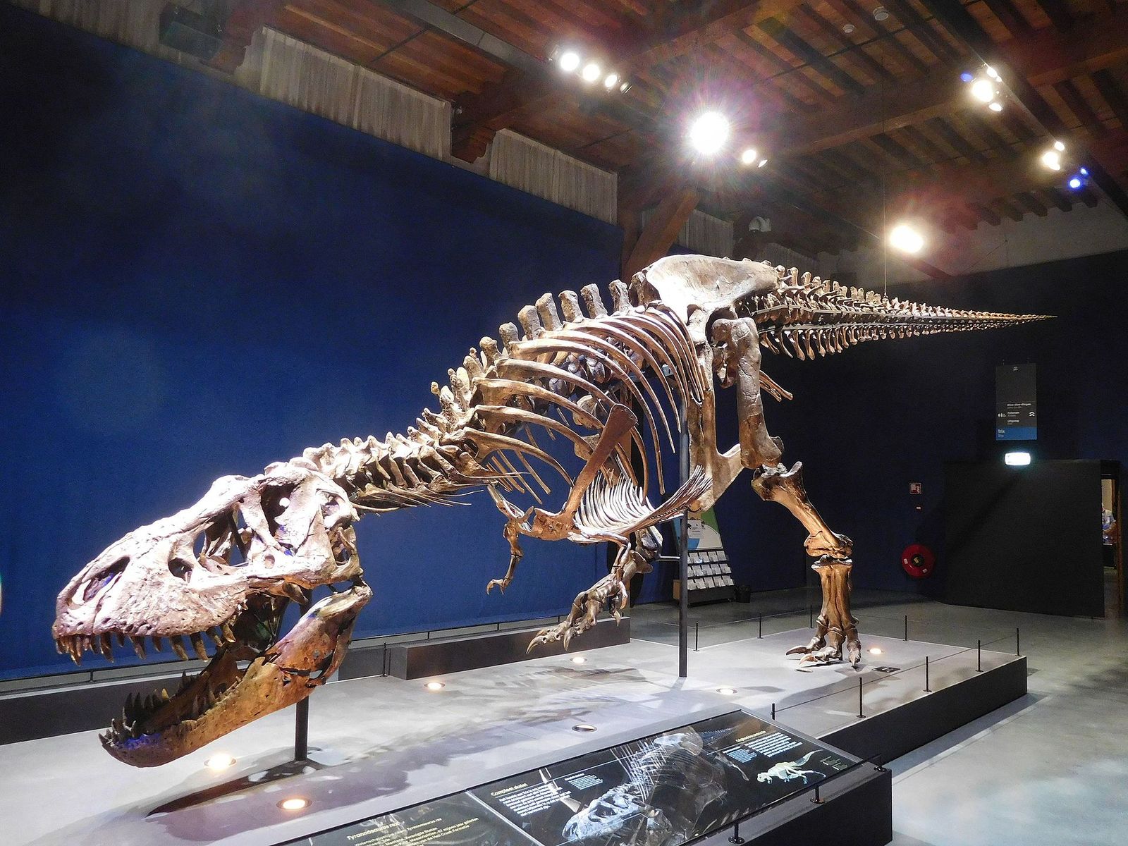 How Fast Did T. rex Run?  Princeton University Press