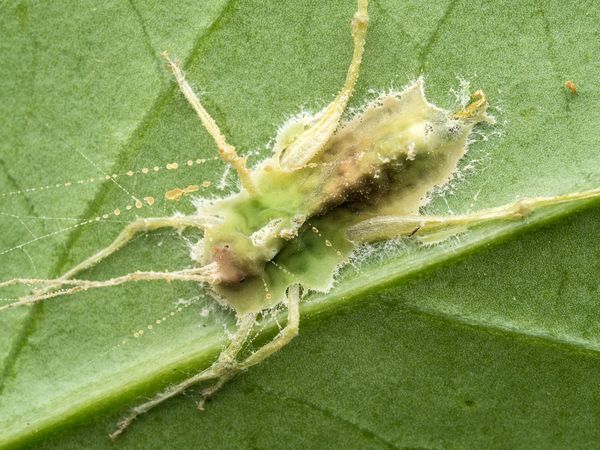 Entomopathogenic fungus - the invisible death thumbnail