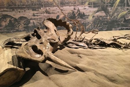 A Centrosaurus skeleton in the mass dearth assemblage at the Royal Tyrrell Museum 