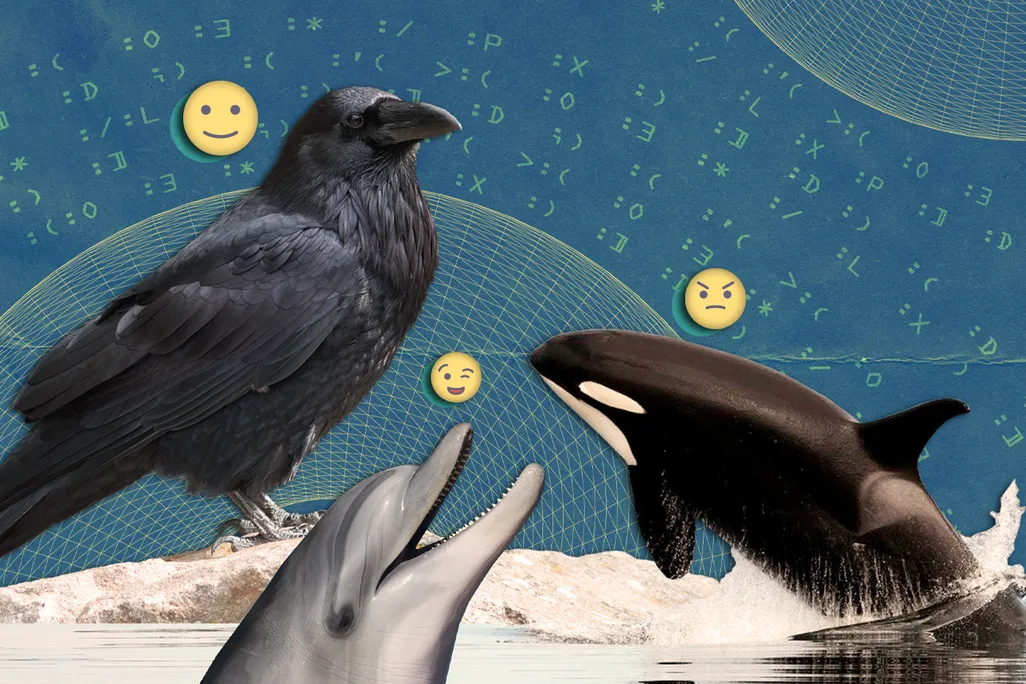 Emojis shown over a magpie, a dolphin and an orca whale