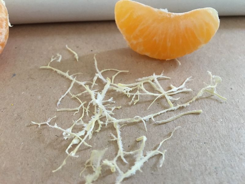 Orange piths on a notebook Smithsonian Photo Contest Smithsonian