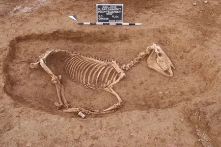 Archaeologists unearthed more than 100 equine skeletons near the site of a Roman military base.