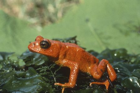 The now-extinct golden toad in a 1978 picture taken in Costa Rica.