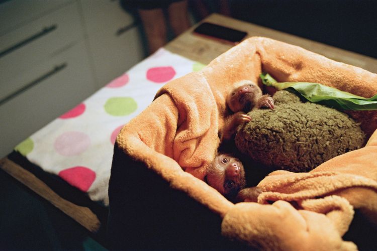 two-toed sloth
