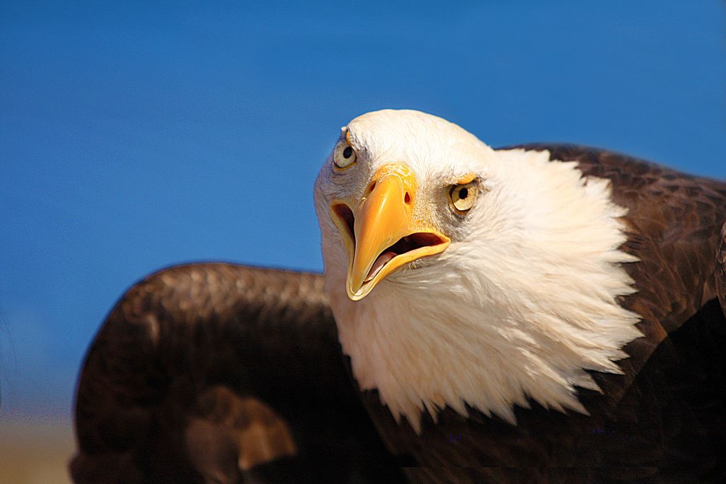 Eagle close-up