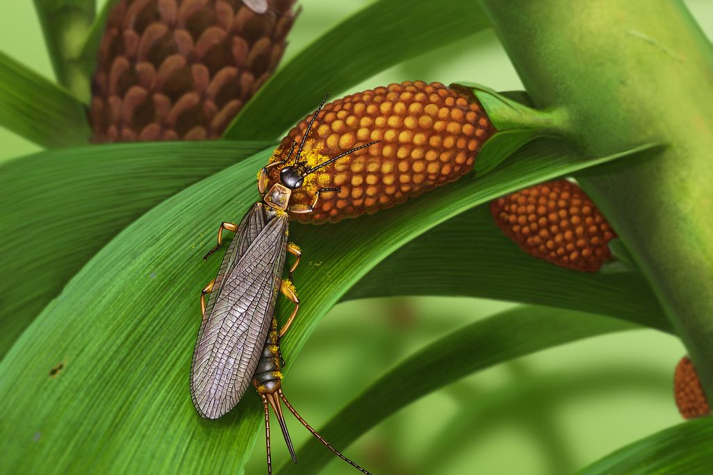 long, winged insect crawling on a leave with pollen