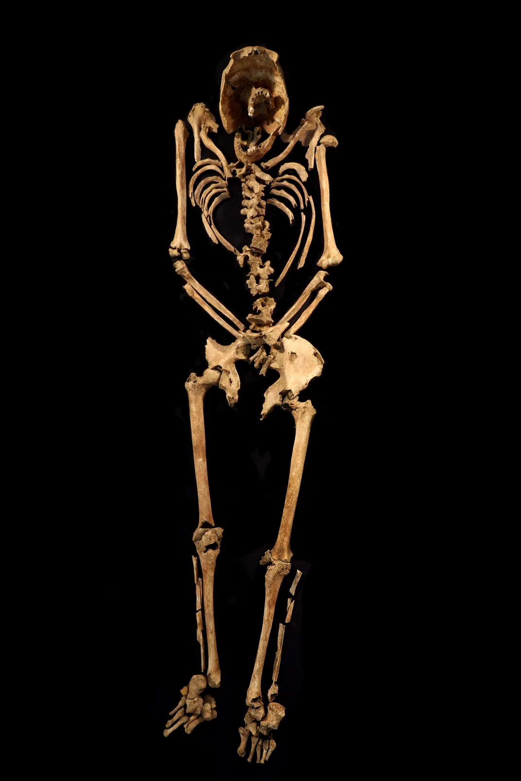 Full Skeleton