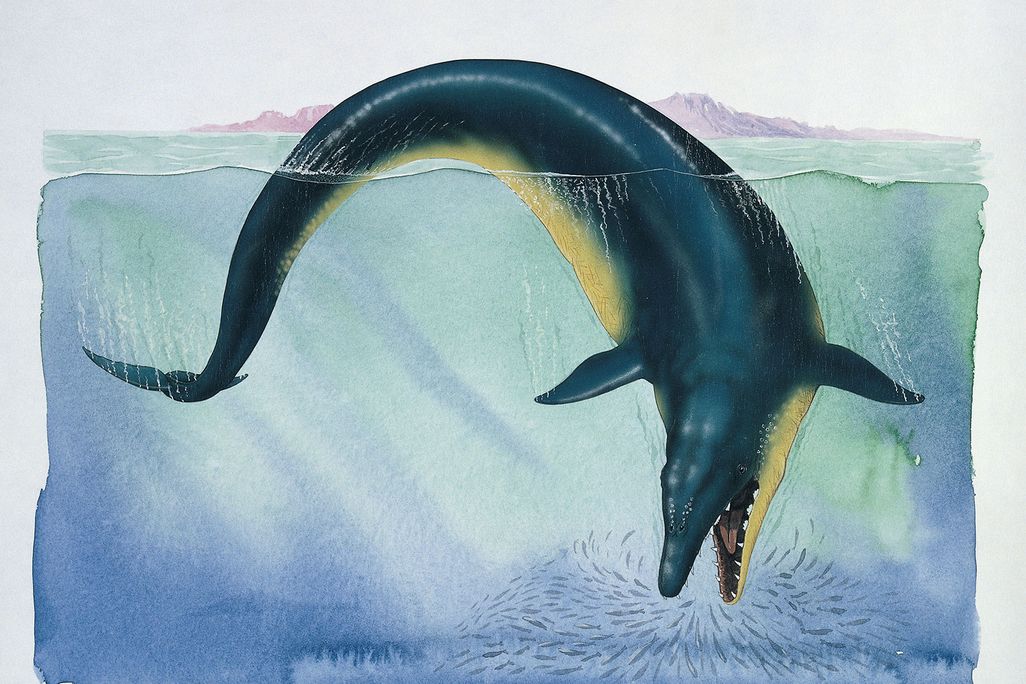 Basilosaurus