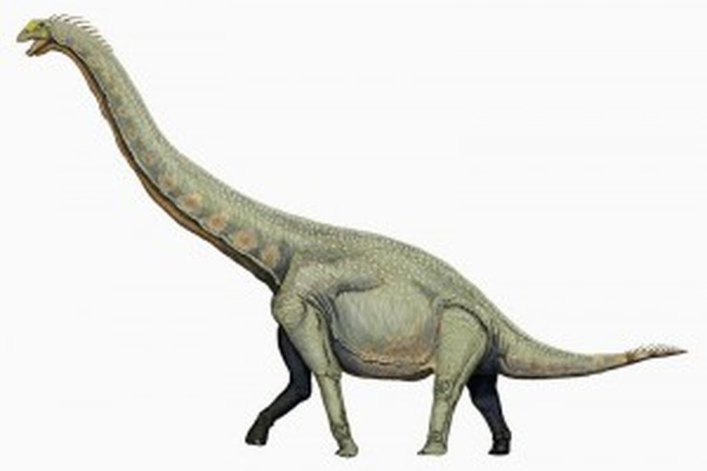 20110520083226Euhelopus-300x205.jpg