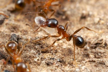 The age-defying Pheidole dentata hard at work.