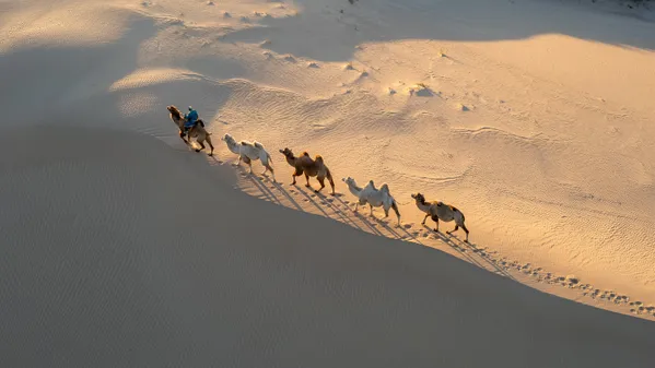 Camel Caravan On Sand Dunes thumbnail