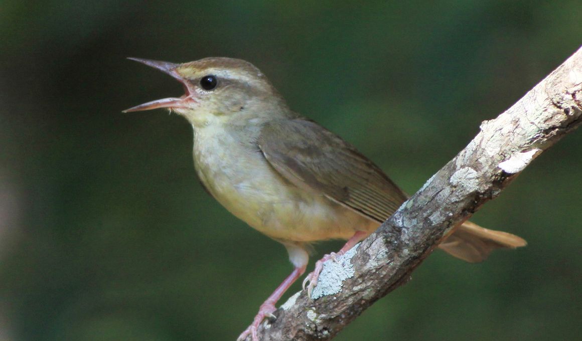 National Museum of Natural History Blog | Smithsonian Magazine