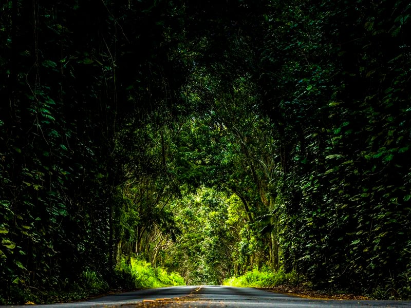Tree tunnel in Kauai, Hawaii Smithsonian Photo Contest Smithsonian