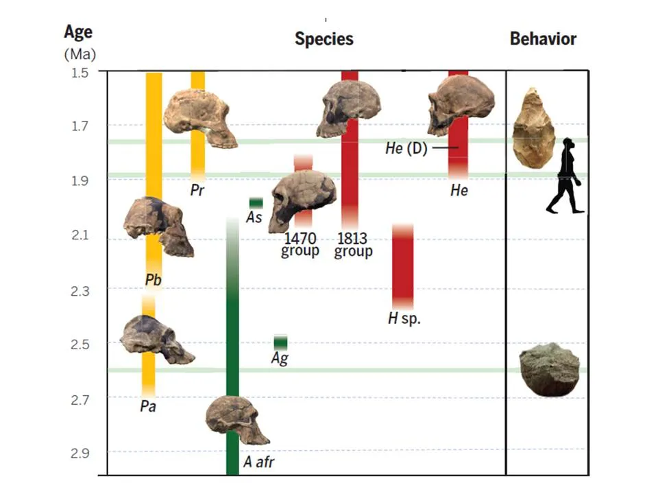 Hominin evolution chart