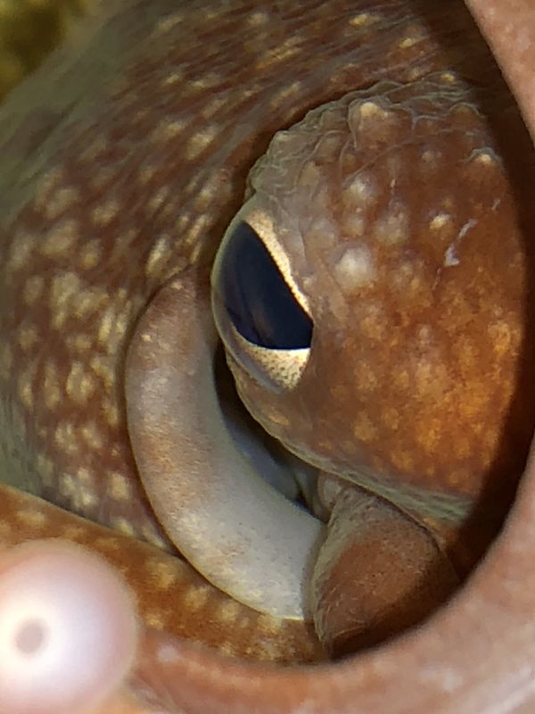 Bigeye octopus eye closeup thumbnail