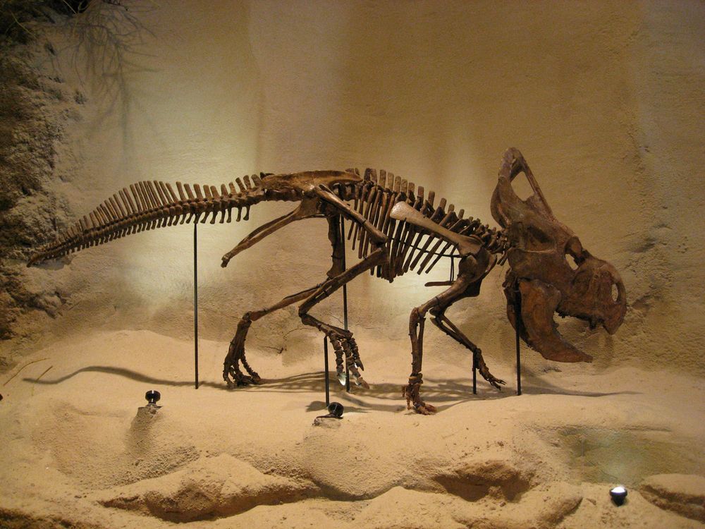 dinosaur skeleton