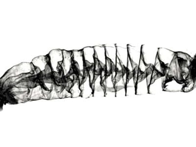 A CT scan of the spiral intestine of a Pacific spiny dogfish shark (Squalus suckleyi). The organ begins on the left and ends on the right.