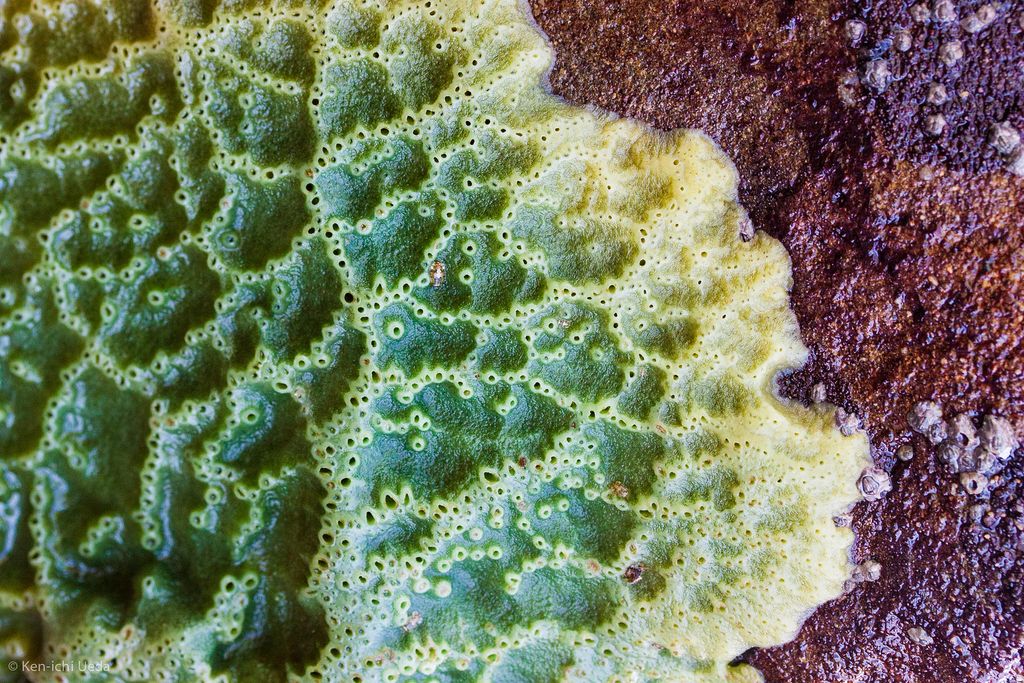 02_19_2014_breadcrumb_sponge.jpg