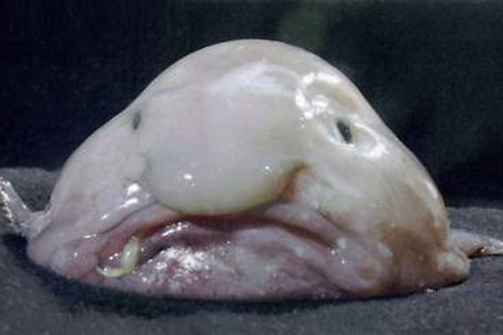 pink-looking blobfish with black eyes droops on a table