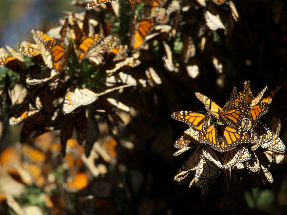 Monarch butterflies