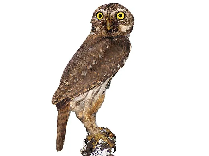 a owl with yellow eyes sits on a branch