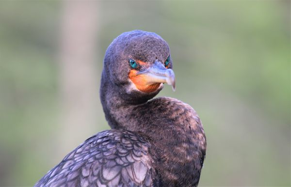 Double-Crested Cormorant green eyes. thumbnail