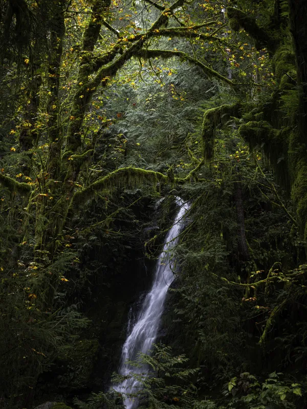 Ethereal Rainforest in Olympic National Park thumbnail