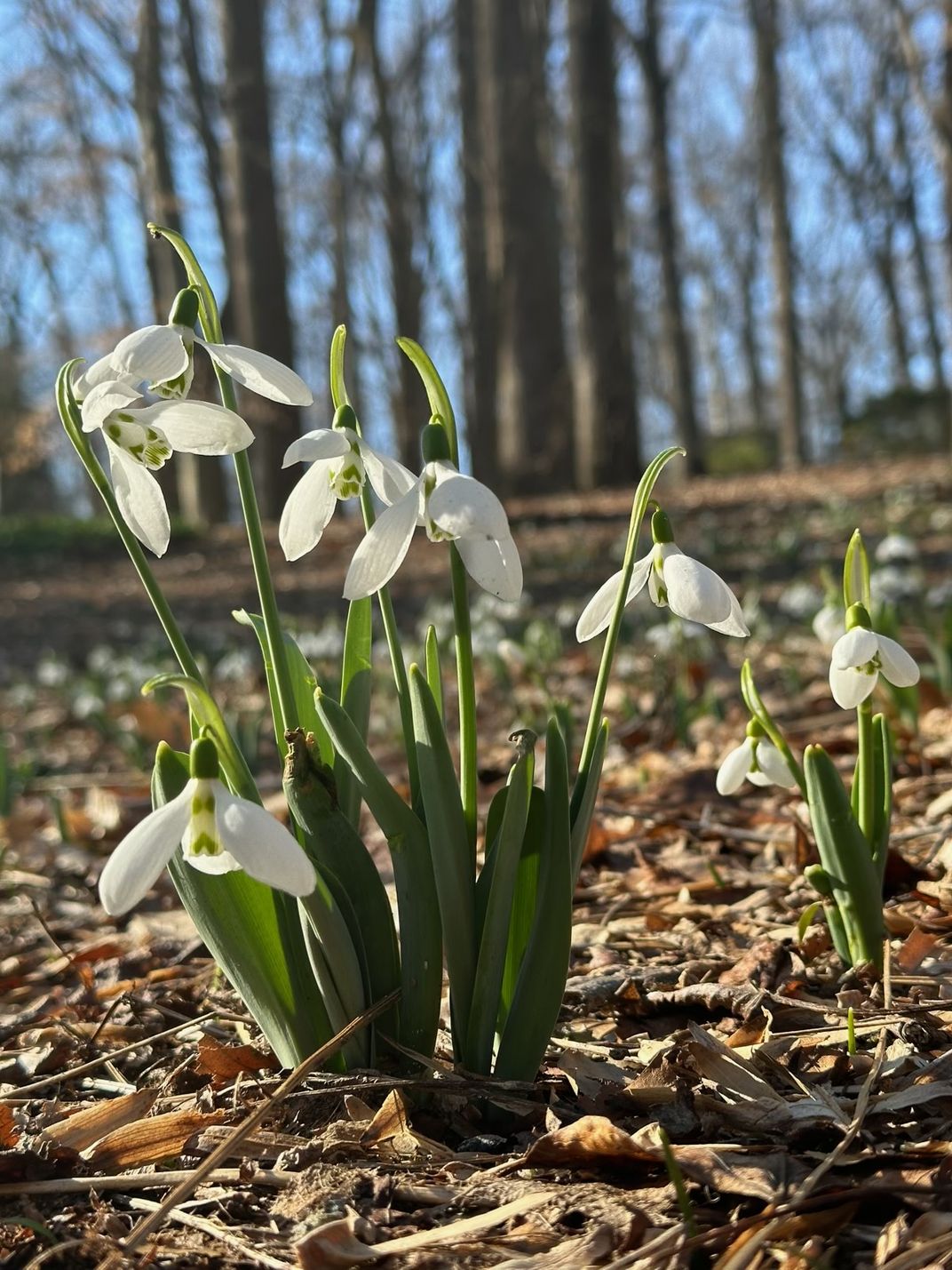 snowdrop flowers blooming near to the ground