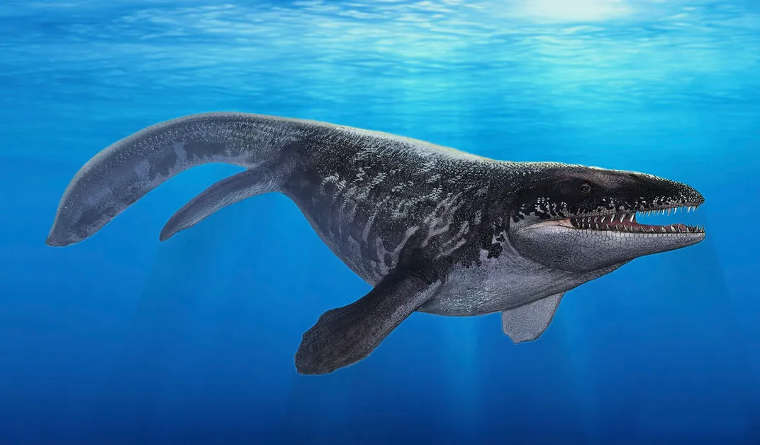 Mosasaurs