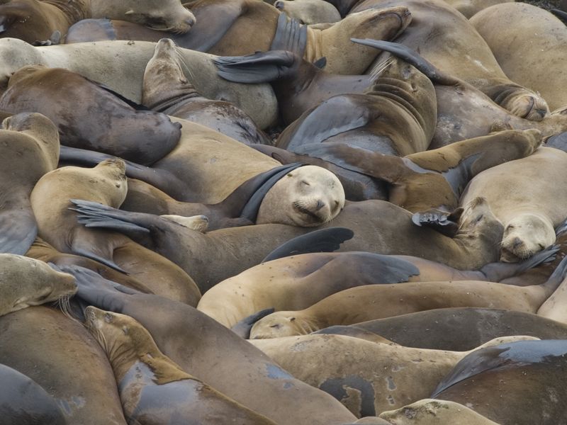 Influx of sea lions just a start, News