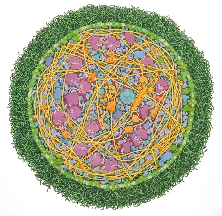Mycoplasma mycoides, 2011