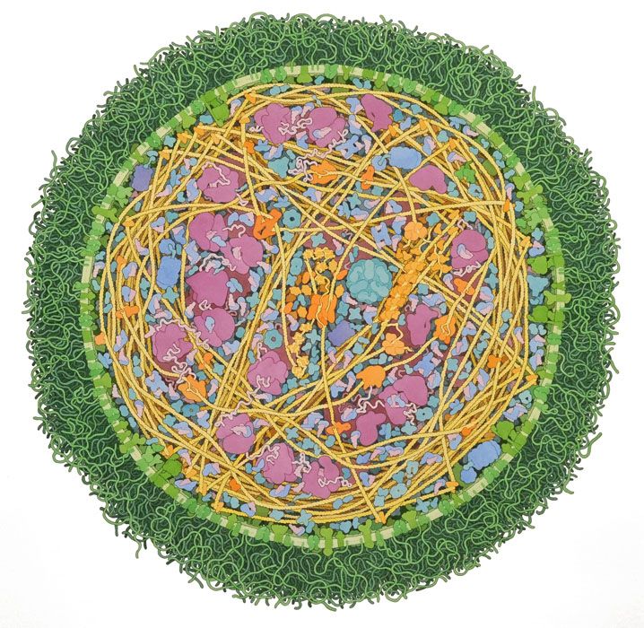 Mycoplasma mycoides, 2011